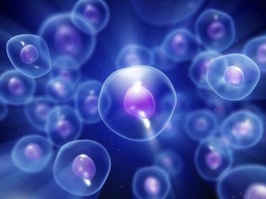 人胚胎滋养层细胞