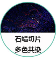 多重染色服务