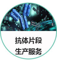 抗体片段生产服务