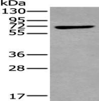 Anti-MAP3K7 antibody