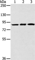 Anti-SYTL5 antibody