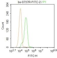 FITC标记的缺氧诱导因子1α 抗体HIF-1α