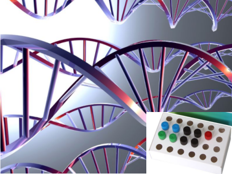 RoundupReady转基因抗除草剂大豆特异性基因单重凝胶PCR检测试剂盒