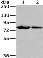 Anti-TGM5 antibody