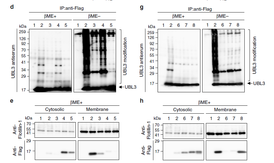 【文献解读】Nature子刊！外泌体蛋白质组经典好文！