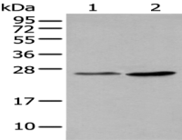 Anti-METTL7A antibody