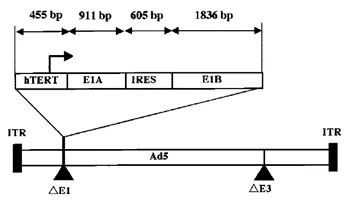 由 1 亿美元开始,聊聊溶瘤腺病毒的「DIY」