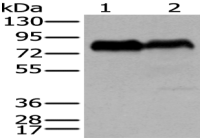 Anti-CD55 antibody