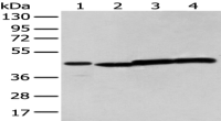 Anti-NUDT12 antibody