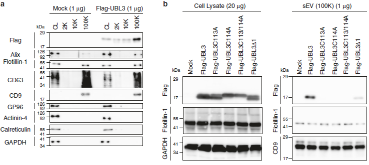 【文献解读】Nature子刊！外泌体蛋白质组经典好文！