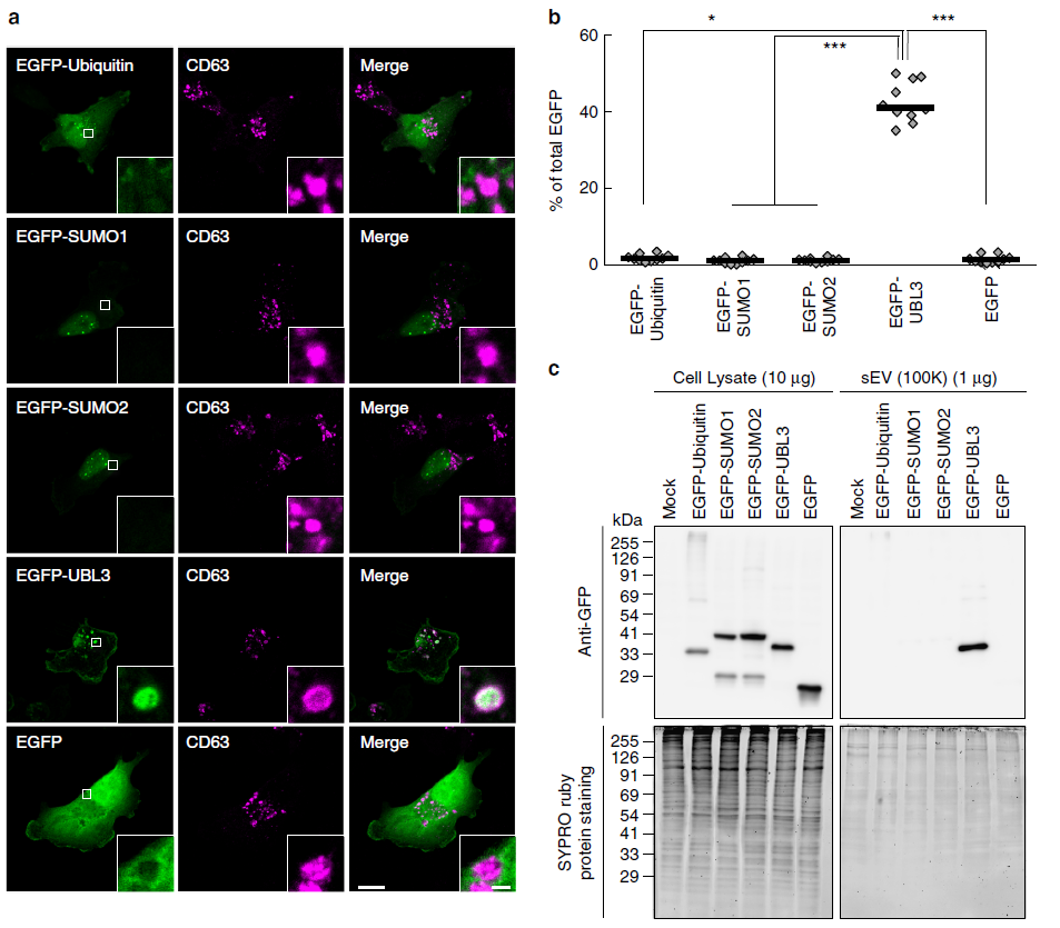 【文献解读】Nature子刊！外泌体蛋白质组经典好文！