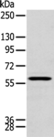 Anti-ZNF248 antibody
