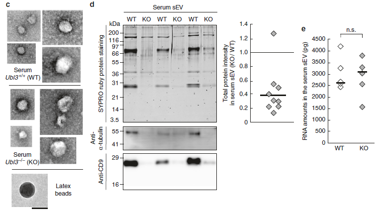 【文献解读】Nature子刊！外泌体蛋白质组经典好文！