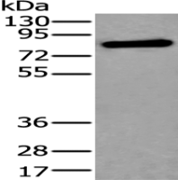 Anti-XPNPEP2 antibody