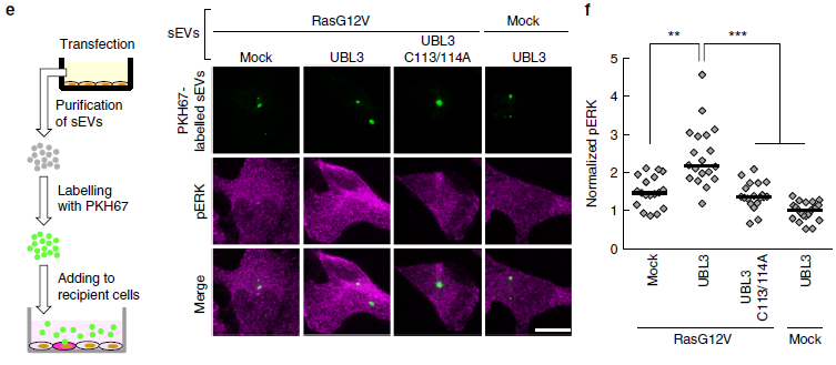 【文献解读】Nature子刊！外泌体蛋白质组经典好文！