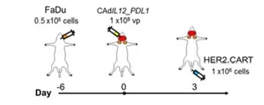 由 1 亿美元开始,聊聊溶瘤腺病毒的「DIY」