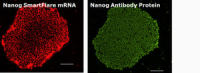 SF-875 NANOG Human, Cyanine 5, RNA Detection