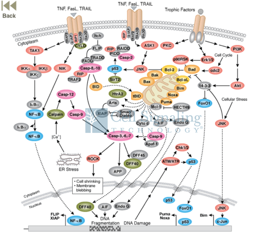 CST专题介绍，助推细胞程序性死亡研究！（一）