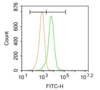 FITC标记的血小板内皮细胞黏附分子1抗体