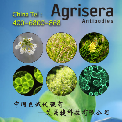 Agrisera HRP-Conjugate/Protein Stabilizer(10 ml)
