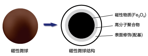 核酸纯化磁珠/磁性微球的选择