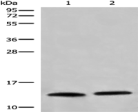 Anti-CHCHD5 antibody
