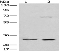 Anti-CCNB1IP1 antibody