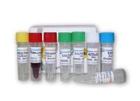 Blastomyces dermatitidis皮炎芽生菌PCR试剂盒说明书