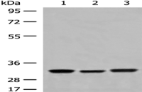 Anti-COPE antibody
