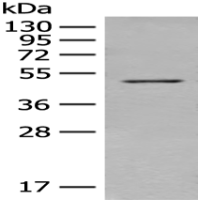 Anti-TUBA1B antibody