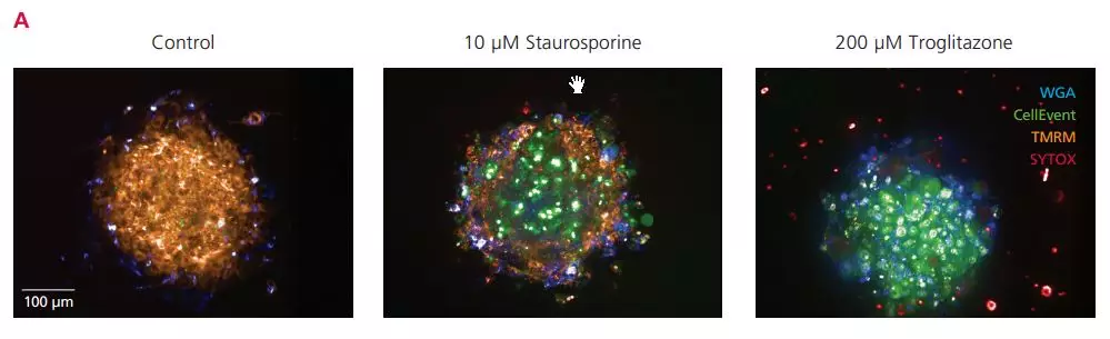 毒性研究从 2D 到 3D 系列（二）：3D 肝细胞球 1+1 大于 2 故事