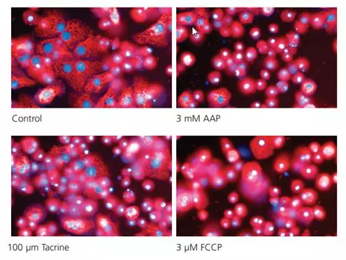毒性研究从 2D 到 3D 系列（一）：原代细胞的故事