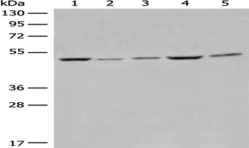 Anti-EIF4A3 antibody