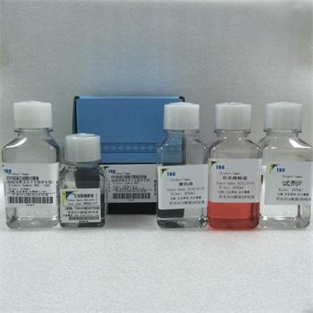 Primarker™大鼠膀胱平滑肌细胞鉴定试剂盒