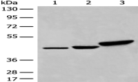 Anti-DDOST antibody