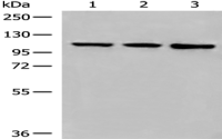 Anti-DDX54 antibody