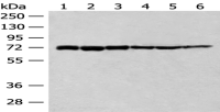 Anti-TCF25 antibody