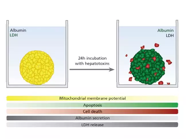 毒性研究从 2D 到 3D 系列（二）：3D 肝细胞球 1+1 大于 2 故事
