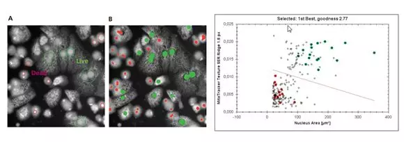 毒性研究从 2D 到 3D 系列(一):原代细胞的故事