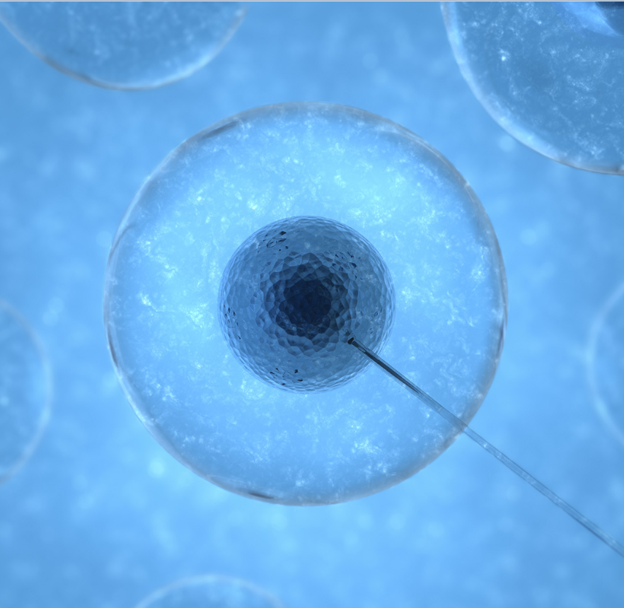 大鼠卵巢颗粒细胞培养试剂盒规格