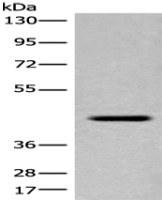 Anti-FAM105A antibody