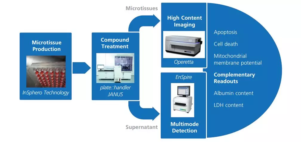 毒性研究从 2D 到 3D 系列（二）：3D 肝细胞球 1+1 大于 2 故事