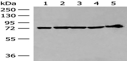 Anti-CALCOCO1 antibody