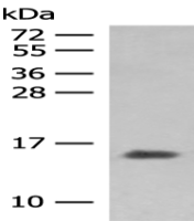 Anti-HBG1/HBG2 antibody