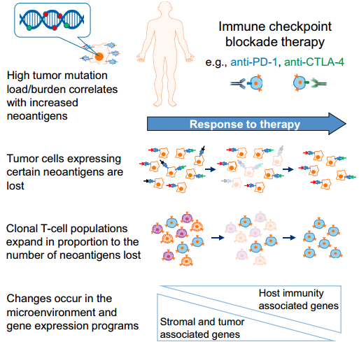 不仅在免疫治疗中发挥作用，TCR与这些疾病也有关