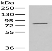 Anti-ECD antibody