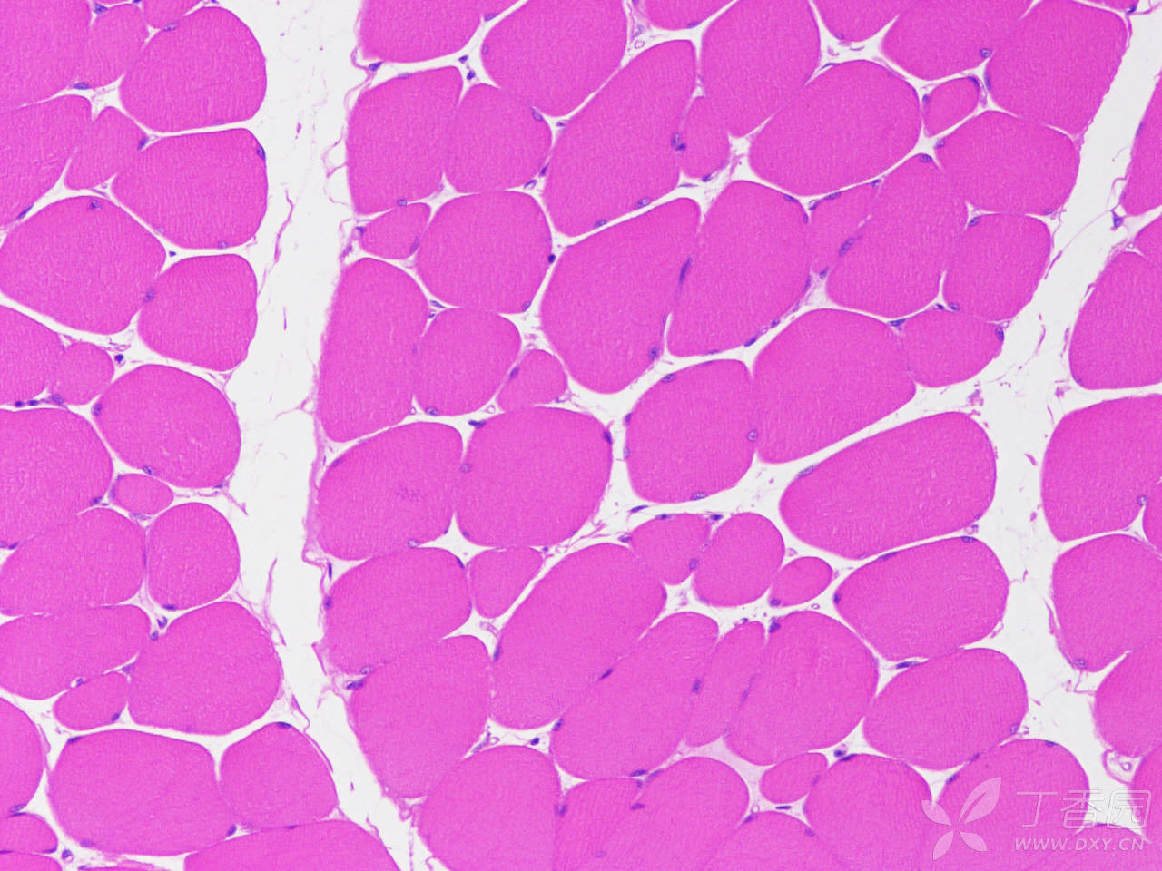病理形态-he染色经验介绍