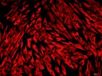 人肾小管上皮细胞