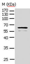 Anti-pan-AKT antibody