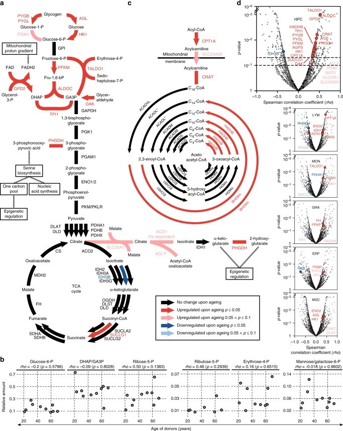【文献解读】TMT+Label-free揭示细胞衰老分子机制